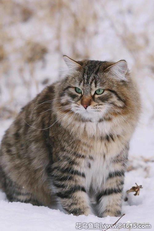 西伯利亚森林猫三个月多大