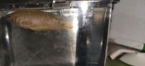 中国斗鱼20度水温能繁殖吗