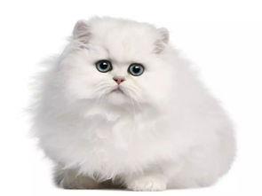 白色短毛波斯猫多少钱一只