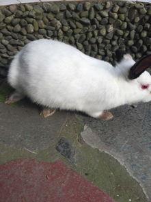 荷兰侏儒兔多少钱一只