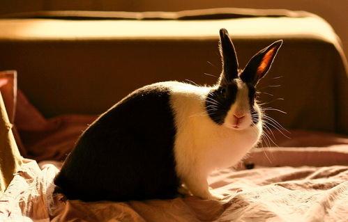 荷兰兔最大长到多少斤