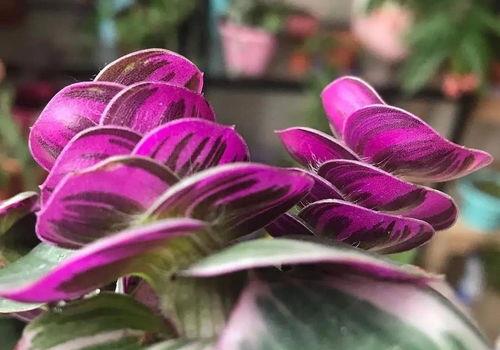 紫色吊兰怎么养才能更旺盛一些