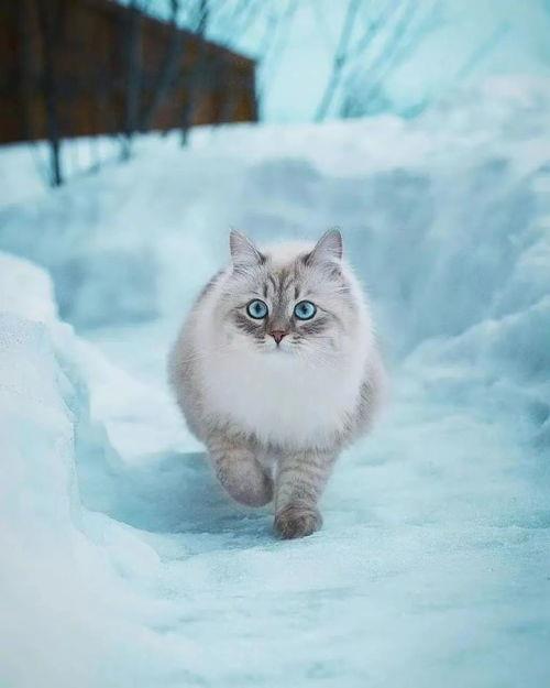 西伯利亚猫长什么样子
