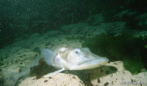 斑马鱼在30多度的水里能活吗
