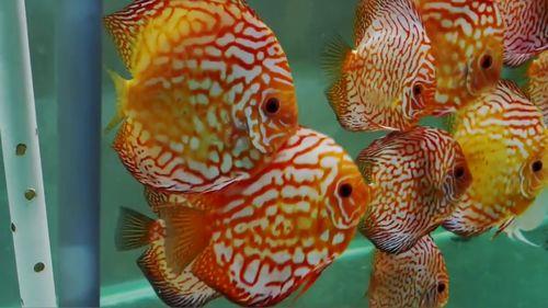 1米2的鱼缸能养几条七彩神仙