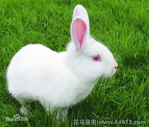 十大最漂亮的兔子品种