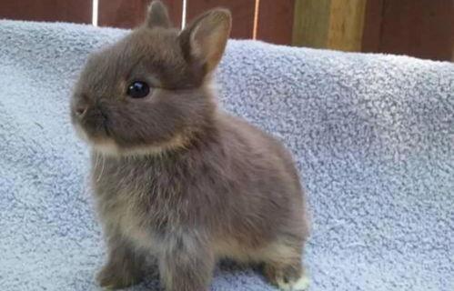 侏儒兔一般多少钱一只