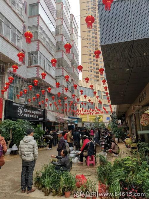 九江最大的花鸟市场在哪里