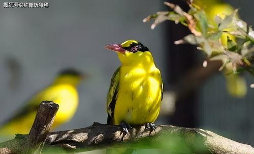 黄鹂鸟的寓意和象征