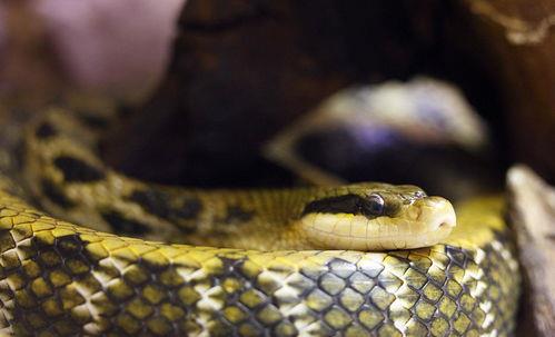 黑眉锦蛇能活多久