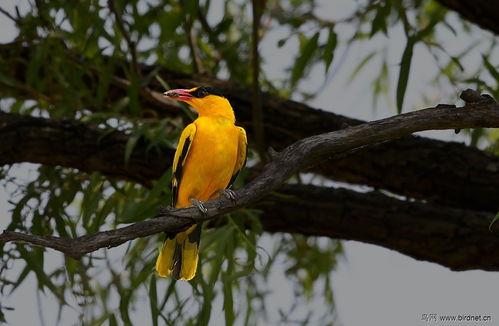 黄鹂鸟有几种