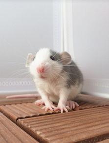 花枝鼠和老鼠的区别到底是什么呢