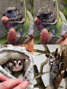 澳大利亚飞鼠蜜袋鼯怎么养