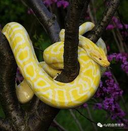 中国允许养人工饲养的蟒蛇吗