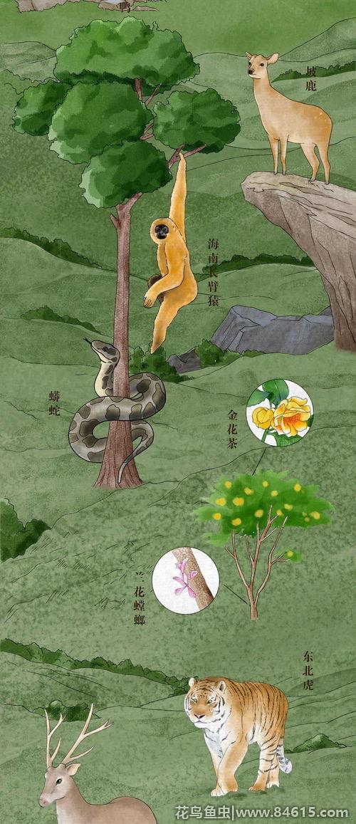 黑奶蛇和洪都拉斯奶蛇