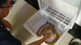 黄金蟒蛇是国家几级保护动物