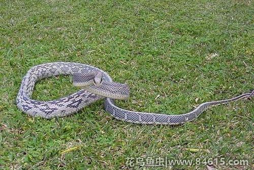 黑眉锦蛇的寿命多长