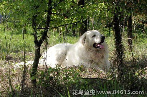 中国允许养大白熊犬的城市