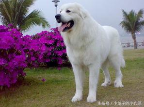 大白熊犬属于什么犬