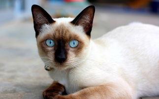 暹罗猫眼睛是越蓝越纯吗