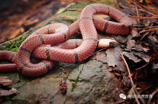 贵州人叫的岩斑是什么蛇
