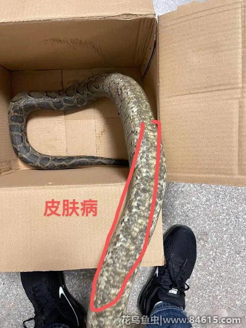黄金蟒蛇属于保护动物吗