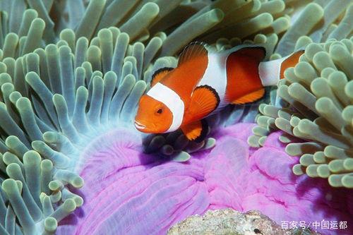小丑鱼和海葵是敌对关系吗