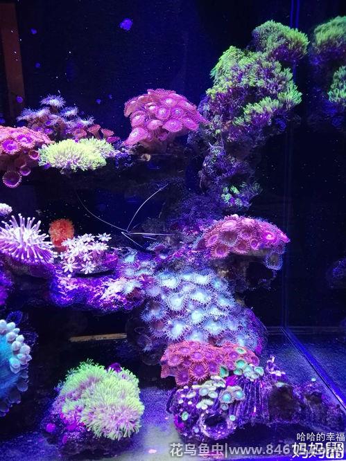 海水缸不养珊瑚只养小丑鱼