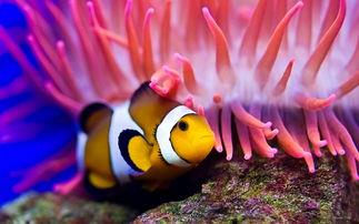 小丑鱼喜欢的海葵种类