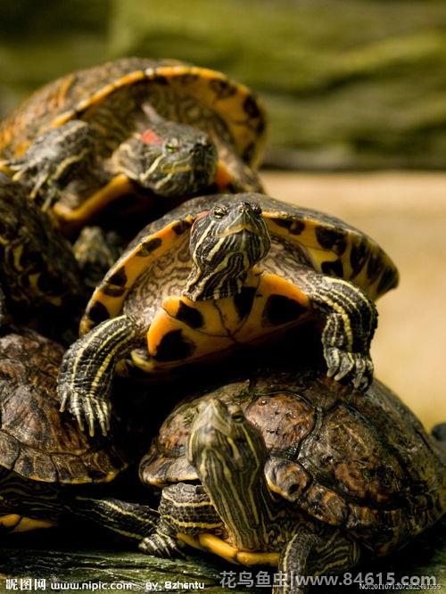 红耳巴西龟通人性吗