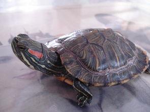 巴西红耳龟能活多少岁