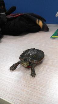 红耳巴西龟是水龟吗