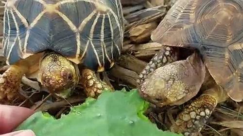 缅甸星龟属于几级保护动物吗