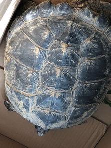 巴西龟怎么放生不破坏生态