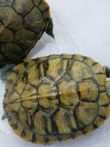 巴西龟一公一母可以在一起养吗