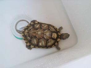 巴西红耳龟不吃东西能活多久