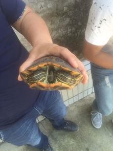 巴西龟红耳龟能吃吗