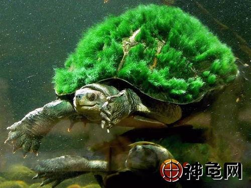 绿毛龟有什么寓意