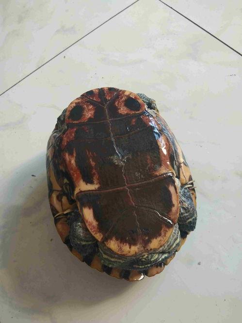 巴西龟对人有什么危害,怎么防止