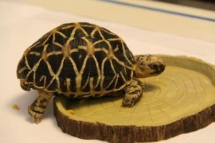 缅甸星龟是什么动物