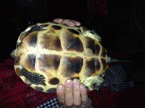 中华花龟是保护动物吗