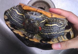 建议穷人养的10种深水龟