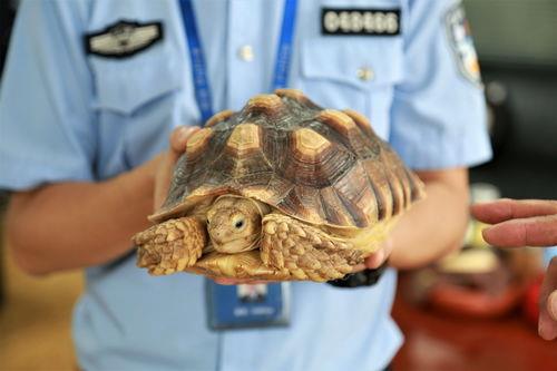巴西龟是国家二级保护动物吗