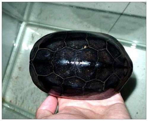 巴西龟是不是外来入侵物种