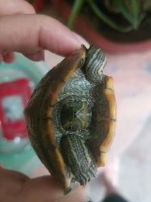 巴西红耳龟怎么养,一般寿命有多久