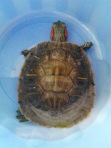 巴西红耳龟能活多少年