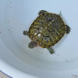 3―5厘米小巴西龟怎么养