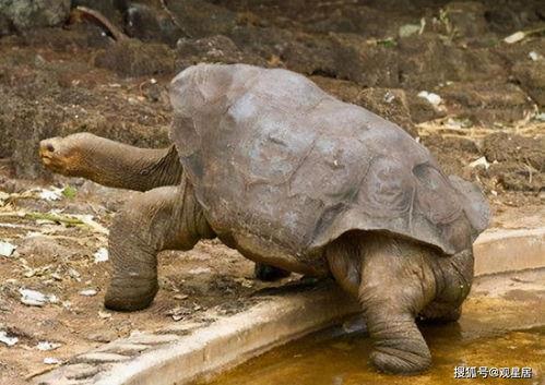 塞舌尔象龟灭绝了吗