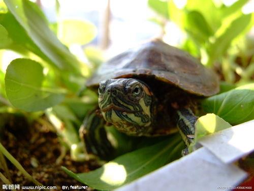 巴西红耳龟和中华草龟可以养一起吗