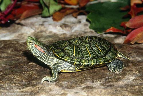 巴西红耳龟的身体特征有哪些